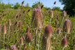 Wilde Karde - Dipsacus fullonum L.