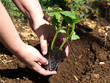 planting pumpkin
