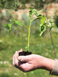 planting tomato planting tomato
