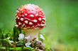 fly agaric