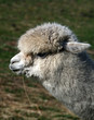 alpaca