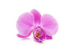 Purple Orchid Isolated On Whit...