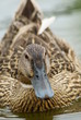 pato hembra