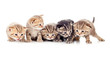 five kittens brood isolated five kittens brood isolated