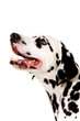 Dalmatian portrait.