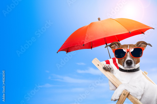 Photo: dog sunbathing on a deck chair with empty space on side dog sunbathing on a deck chair with empty space on side