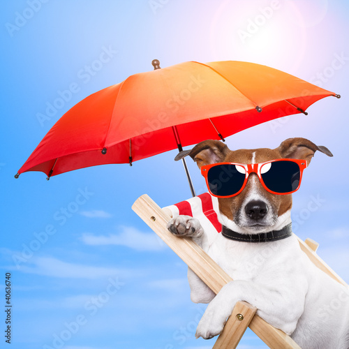 Photo: dog sunbathing on a deck chair dog sunbathing on a deck chair
