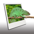 Caméléon sortant d'un polaroid