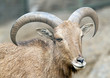 Alpine ibex - Steinbock - Portrait