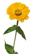 Flower Zinnia isolated