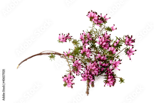 Photo: Purple heather Purple heather