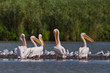 white pelicans (pelecanus onocrotalus)