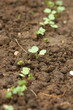 Radish seedlings