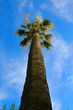 Palm.