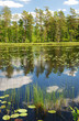 Forest lake in summer Scandinavia