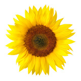 Die perfekte Sonnenblume auf wei�