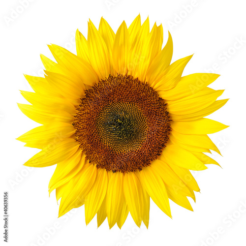 Photo: Die perfekte Sonnenblume auf weiß Die perfekte Sonnenblume auf weiß