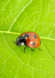 ladybug