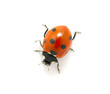 red ladybug