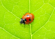 ladybug