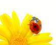 ladybug