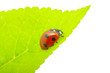 Detalii fotografie ladybug
