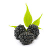 Blackberry