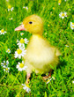 Detalii fotografie baby duck