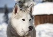 heller Husky