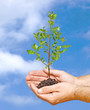 sapling in hands sapling in hands