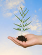 sapling in hand sapling in hand