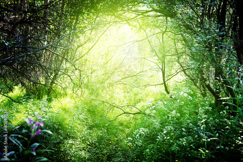 Photo: sun in deep forest sun in deep forest