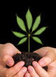 sapling in hands sapling in hands