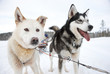 zwei Huskys mit Hundeschlitten