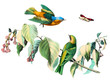 Illustration: colored bird in withe background colored bird in withe background