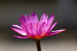 a close up purple lotus flower
