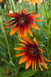 Foto: Red Yellow Rudbeckia flower Red Yellow Rudbeckia flower