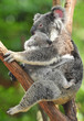 Australian Koala Bear with her baby, Sydney, Australia grey bear