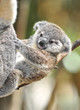 cute baby Australian Koala Bear , Sydney, Australia cute baby Australian Koala Bear , Sydney, Australia