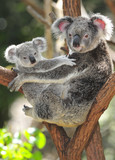 Australian Koala Bear with her baby, Sydney, Australia grey bear