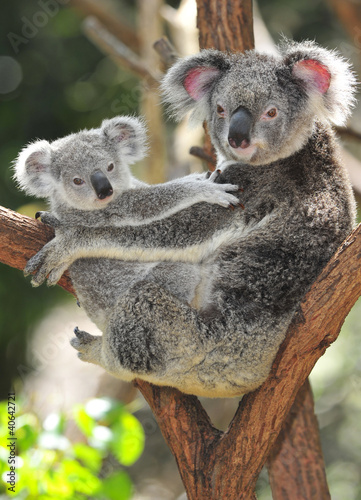 Photo: Australian Koala Bear with her baby, Sydney, Australia grey bear Australian Koala Bear with her baby, Sydney, Australia grey bear