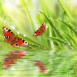 grass and butterfly, natural background grass and butterfly, natural background