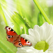 spring grass and butterfly, natural background spring grass and butterfly, natural background