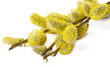 willow branch