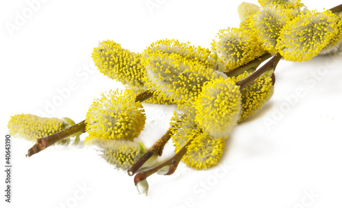 Photo: willow branch willow branch