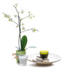 spa still life with orchid