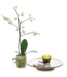 spa still life with orchid