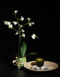 spa still life with orchid