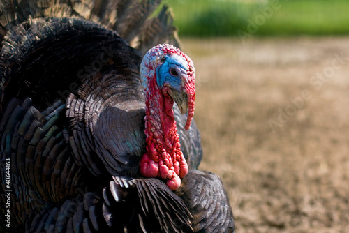 Photo: Wild Turkey Wild Turkey