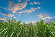 Sugar cane with nice sky